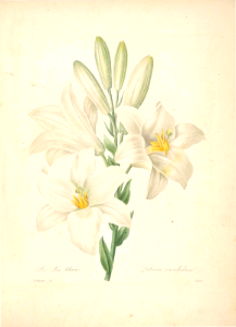 Madonna Lily. Lilium candidum. Choix des plus belles fleurs -et des plus beaux fruits par P.J. Redouté. (1833). Free illustration for personal and commercial use.