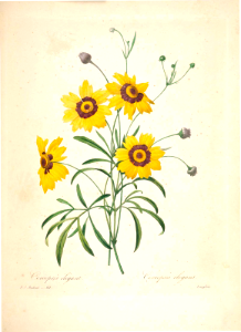 Plains Coreopsis. Coreopsis tinctoria [as Coreopsis elegans] Choix des plus belles fleurs -et des plus beaux fruits par P.J. Redouté, t. 111 (1833)