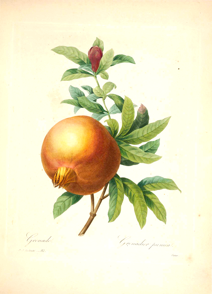 Pomegranate. Punica granatum. Choix des plus belles Find fleurs -et des plus beaux fruits par P.J. Redouté. (1833)