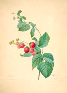 Raspberry (Rubus idaeus) Redouté, P.J., Choix des plus belles fleurs et des plus beaux fruits, t. 110 (1833) [P.J. Redoute]. Free illustration for personal and commercial use.