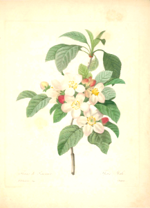 Apple. Malus domestica. Choix des plus belles fleurs -et des plus beaux fruits par P.J. Redouté. (1833)