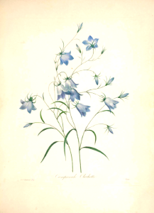Blue Bells, harebell. Campanula rotundifolia. Choix des plus belles Find fleurs -et des plus beaux fruits par P.J. Redouté. (1833). Free illustration for personal and commercial use.