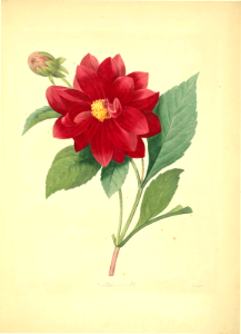Double Dahlia. Choix des plus belles fleurs … par P.J. Redouté. (1833). Free illustration for personal and commercial use.