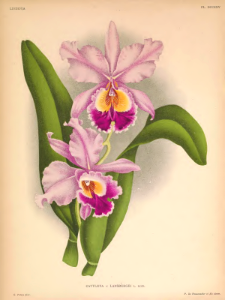 Cattleya Fabia [as Cattleya x lansbergei] Lindenia- iconography of orchids vol. 16 (1901)