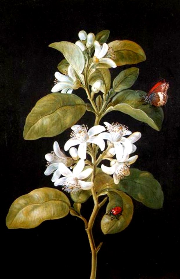 Pear Flower. Barbara Regina Dietzsch - Date unknown (German, 1706 - 1783)