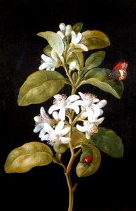 Pear Flower. Barbara Regina Dietzsch - Date unknown (German, 1706 - 1783)