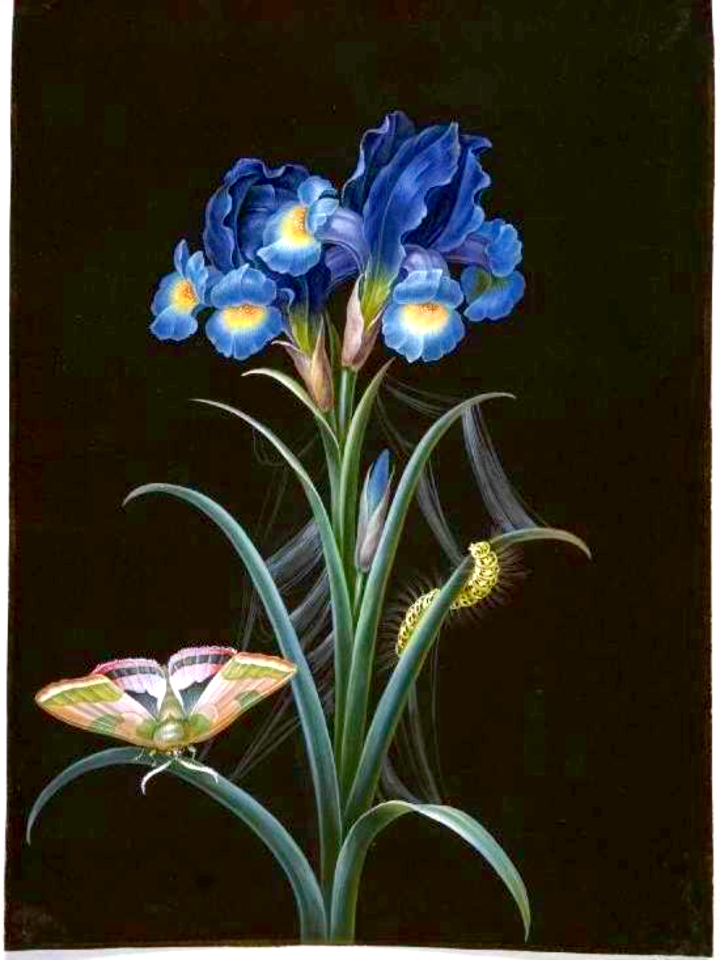 Blue Iris on Black.  Bayer, Johann Christoph (1738-1812).  German. Watercolour and bodycolour on card.
