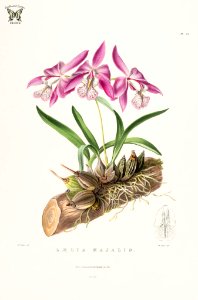 May-flowering Laelia.  Laelia speciosa [as Laelia majalis] The Orchidaceae of Mexico and Guatemala (1837-1843) [Mrs. Withers]