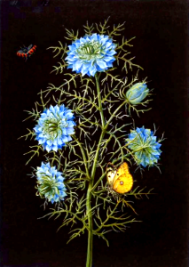 Love-in-a-mist