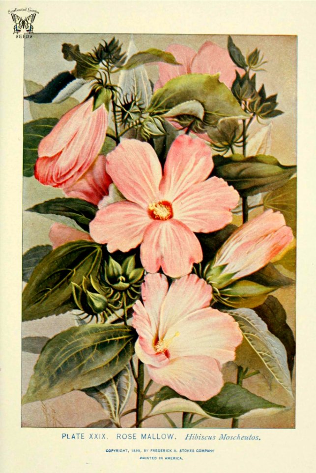 Rose Mallow, Swamp Mallow (Hibiscus moscheutos). A guide to the wild flowers, by Alice Lounsberry (1899)
