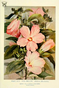 Rose Mallow, Swamp Mallow (Hibiscus moscheutos). A guide to the wild flowers, by Alice Lounsberry (1899)