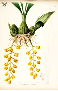 Acineta barkeri [as Peristeria barkeri] The Orchidaceae of Mexico and Guatemala (1837-1843) [Mrs. Withers]. Free illustration for personal and commercial use.