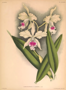 Laeliocattleya de S. A. R. Le Prince Albert de Belgique. [as Laeliocattleya x alberti] A garden hybrid of Laelia purpurata x Cattleya relutina.