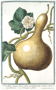 Bottle gourd, Calabash gourd. Lagenaria vulgaris [as Cucurbita longa flore albo protuberante ventre] Bonelli, Giorgio, Hortus Romanus juxta Systema Tournefortianum, vol. 1 (1783-1816)