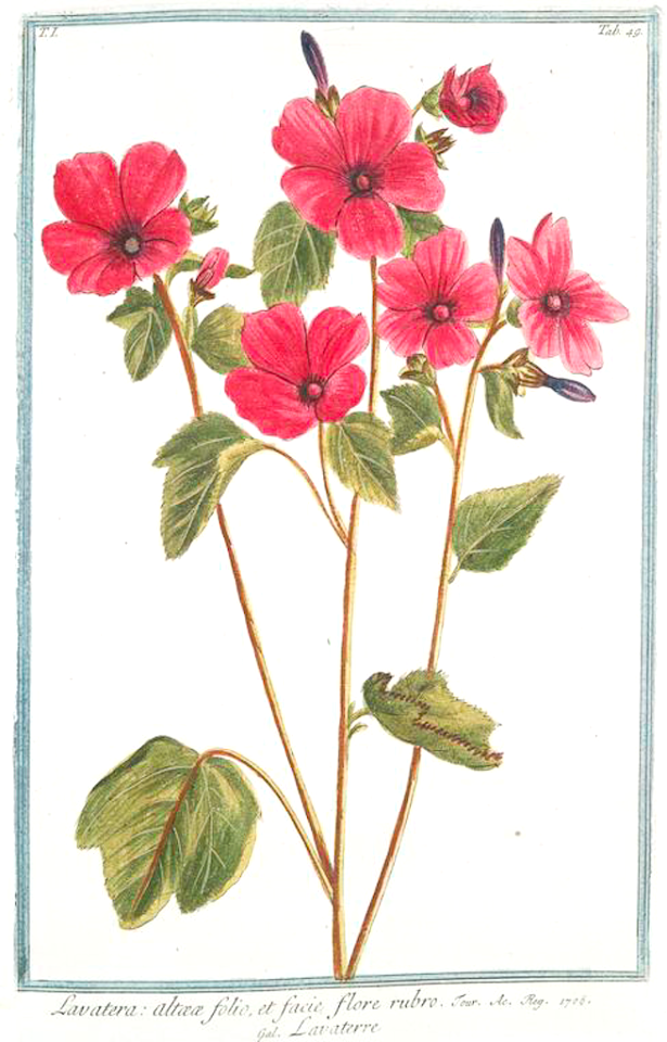 Tree Mallow. Grows in coastal areas of Western Europe and the Mediterranean.