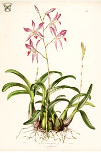 Autumn-flowering Laelia. Laelia autumnalis. The Orchidaceae of Mexico and Guatemala (1837-1843) [Mrs. Withers]