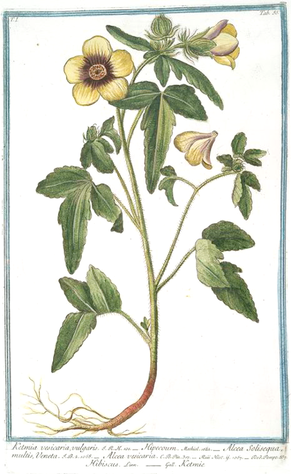 Shoofly,  flower-of-an-hour, bladder hibiscus. Hibiscus trionum [as Ketmia vesicaria vulgaris] Hortus Romanus juxta Systema Tournefortianum, Bonelli, Giorgio, vol. 1 (1783-1816)