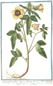 Shoofly, flower-of-an-hour, bladder hibiscus. Hibiscus trionum [as Ketmia vesicaria vulgaris] Hortus Romanus juxta Systema Tournefortianum, Bonelli, Giorgio, vol. 1 (1783-1816). Free illustration for personal and commercial use.