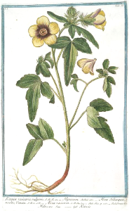 Shoofly,  flower-of-an-hour, bladder hibiscus. Hibiscus trionum [as Ketmia vesicaria vulgaris] Hortus Romanus juxta Systema Tournefortianum, Bonelli, Giorgio, vol. 1 (1783-1816)