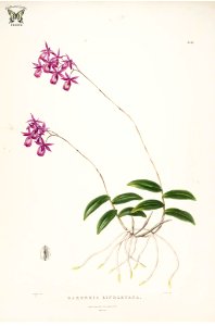 Lindley's Barkeria. Barkeria lindleyana. The Orchidaceae of Mexico and Guatemala (1837-1843) [Mrs. Withers]. Free illustration for personal and commercial use.
