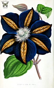 Clematis hort. cv. Star of India. The floral world and garden guide, vol. 14 (1871)