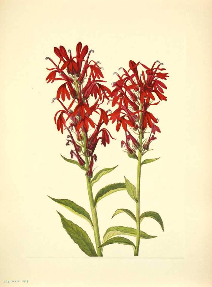 Cardinal flower. Lobelia cardinalis North American wild flowers, Walcott, Mary Vaux, vol. 4 (1925)