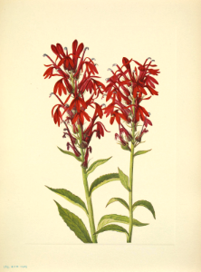 Cardinal flower. Lobelia cardinalis North American wild flowers, Walcott, Mary Vaux, vol. 4 (1925). Free illustration for personal and commercial use.