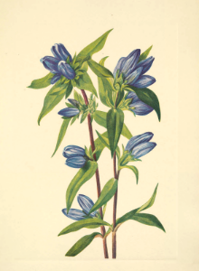 Soapwort gentian, Harvestbells. Gentiana saponaria. Walcott, Mary Vaux, North American wild flowers, vol. 3: t. 161 (1925). Free illustration for personal and commercial use.