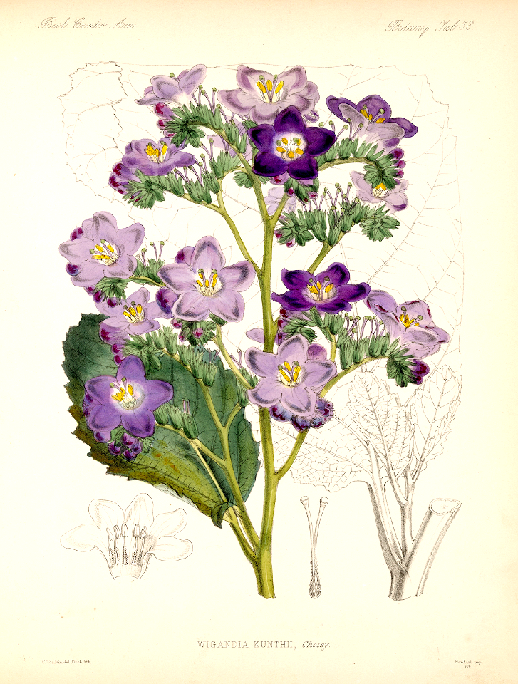 Wigandia urens. Biologia Centrali-Americani, Botany, vol. 5 (1879-1888) [C.O. Salvin]