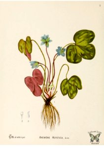Hepatica, liverwort, kidneywort, pennywort. Anemone hepatica. Late winter, and spring flowering perennial. Grows in deep shade, or full sun. Heavy or sandy soils. Needs moisture and winter snow cover. American medicinal plants,  vol. 1 (c1887)