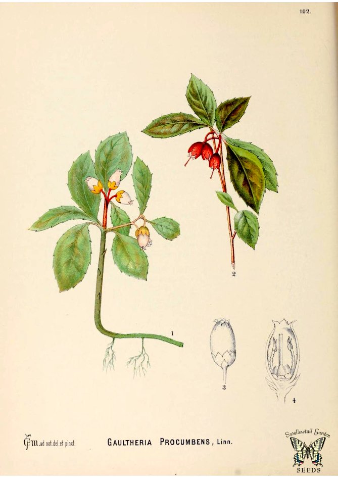 Wintergreen. Gaultheria procumbens. American medicinal plants, - an illustrated and descriptive guide to the American plants used as homopathic remedies, vol. 1 (c1887)