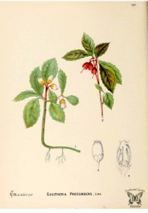 Wintergreen. Gaultheria procumbens. American medicinal plants, - an illustrated and descriptive guide to the American plants used as homopathic remedies, vol. 1 (c1887). Free illustration for personal and commercial use.