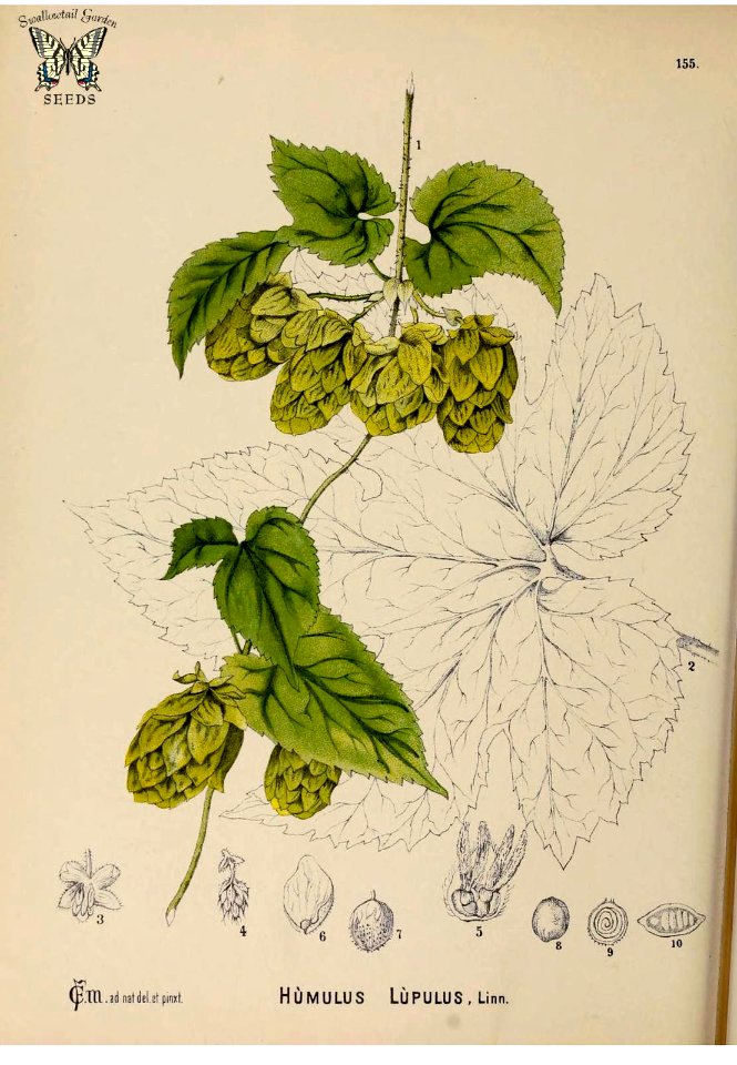 Hops vine. Humulus lupulus. The fragrant flowers of this vine, provide bitterness, flavor, and preservative properties.