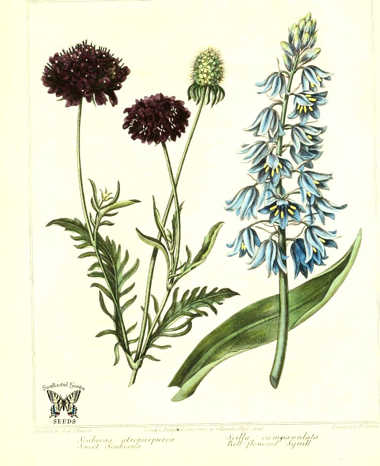 Sweet scabiosa (Scabiosa atropurpurea), and Blue-flowered squill (Hyacinthoides hispanica, as Scilla campanulata) The new botanic garden (1812)