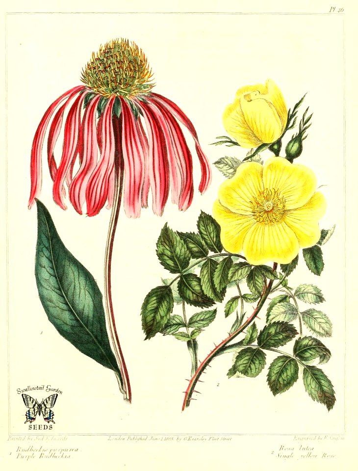 Purple coneflower (Echinacea purpurea), and Single yellow rose (Rosa lutea), The new botanic garden (1812)