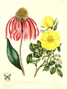 Purple coneflower (Echinacea purpurea), and Single yellow rose (Rosa lutea), The new botanic garden (1812). Free illustration for personal and commercial use.