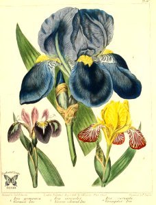 German iris (Iris germanica), Various coloured Iris (Iris versicolor), and Varegated (Iris variegata). The new Botanic Garden (1812). Free illustration for personal and commercial use.