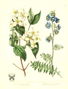 Mock Orange (Philadelphius coronarious), and Blue Greek Valerian (Polemonium caeruleum) The new botanic garden (1812). Free illustration for personal and commercial use.