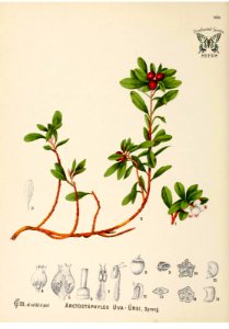 Uva-ursi, Bear berry, kinnikinnick. Arctostaphtylos uva-ursi. American medicinal plants, - an illustrated and descriptive guide to the American plants used as homopathic remedies, vol. 1 (c1887). Free illustration for personal and commercial use.
