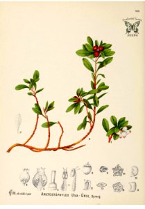 Uva-ursi, Bear berry, kinnikinnick. Arctostaphtylos uva-ursi. American medicinal plants, - an illustrated and descriptive guide to the American plants used as homopathic remedies, vol. 1 (c1887)