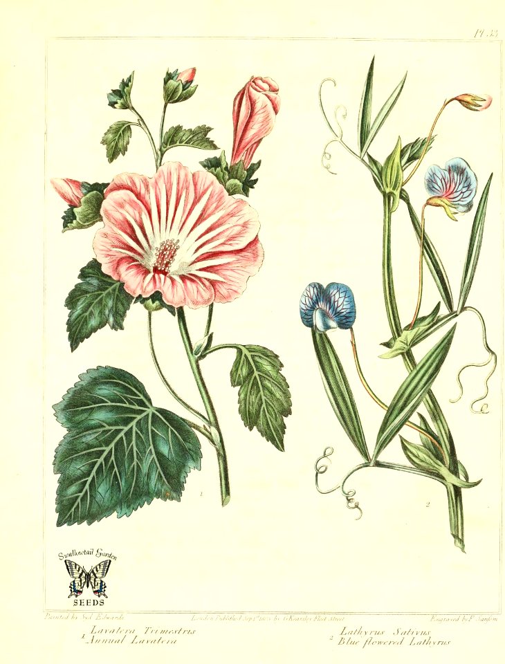 Annual Lavatera (Lavatera trimestris), and Blue flowered Lathyrus (Lathyrus sativus). The new botanic garden (1812)