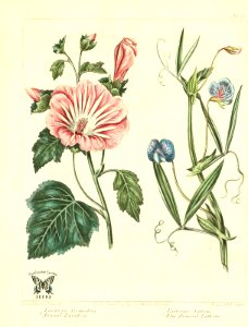 Annual Lavatera (Lavatera trimestris), and Blue flowered Lathyrus (Lathyrus sativus). The new botanic garden (1812). Free illustration for personal and commercial use.