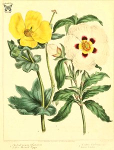 Yellow Horned Poppy (Glaucium flavum, as Chelidenium glaucium), and Gum Cistus ( Cistus creticus, as Cistus ladaniferus). The new botanic garden (1812). Free illustration for personal and commercial use.