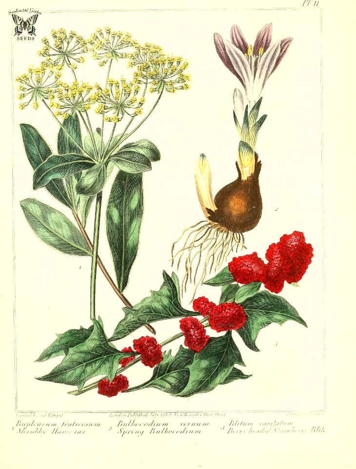 Shrubby Hares-ear, Spring Bulbocodium, and Berry headed Bulbocodium, and strawberry spinach. The new botanic garden (1812)