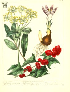 Shrubby Hares-ear, Spring Bulbocodium, and Berry headed Bulbocodium, and strawberry spinach. The new botanic garden (1812). Free illustration for personal and commercial use.