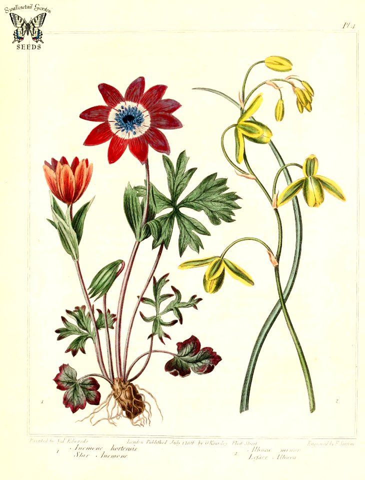 Star Anemone (Anemone hortensis), and Lesser Albuca (Albuca canadensis, as A. minor) The new botanic garden (1812)