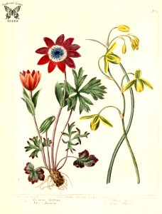 Star Anemone (Anemone hortensis), and Lesser Albuca (Albuca canadensis, as A. minor) The new botanic garden (1812)