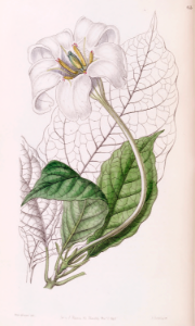 Rothmannia longiflora [as Gardenia devoniana] Edwards's Botanical Register vol. 32 (1846) [Sarah Ann Drake]. Free illustration for personal and commercial use.