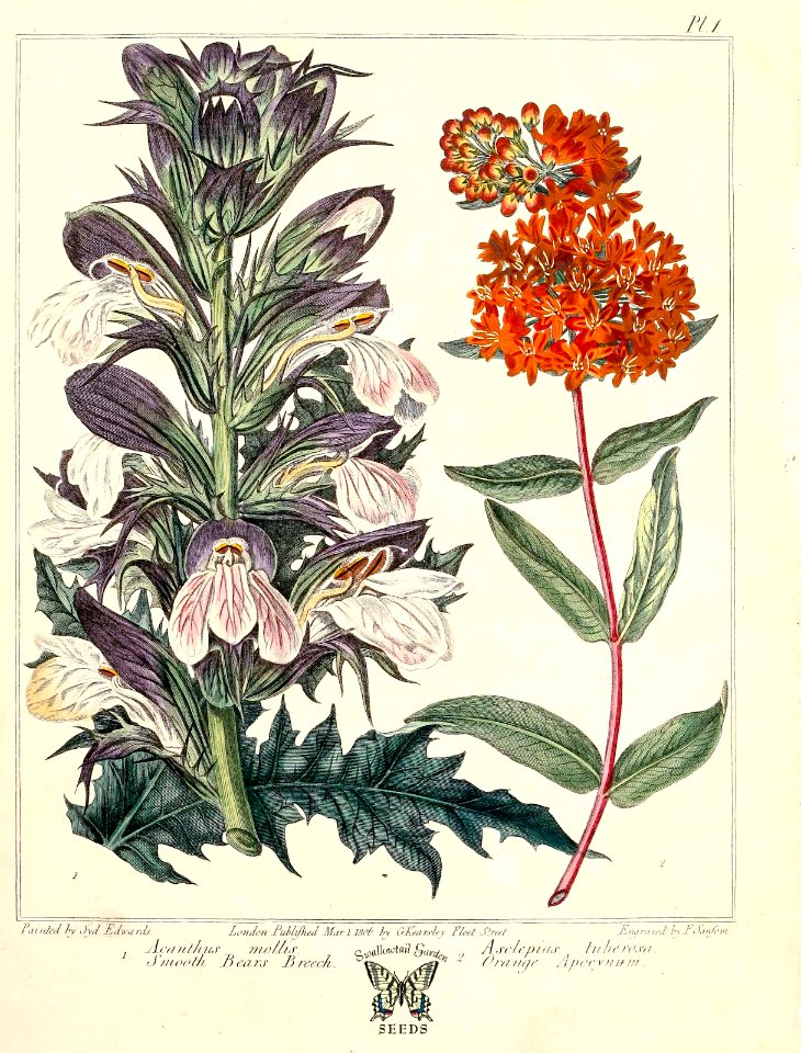 Bear's breeches, Smooth Bears breech (Acanthus mollis) and Butterfly Weed, Orange Apocynum (Asclepias tuberosa). The new botanic garden (1812)