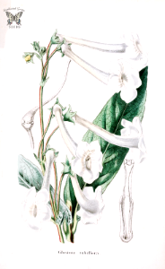 Gloxinia tubiflora. Herbier général de l’amateur. Deuxième Série, vol. 3 (1839-50). Free illustration for personal and commercial use.